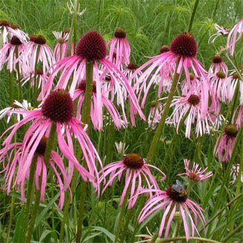 ECHINACEA pallida (1300-1)